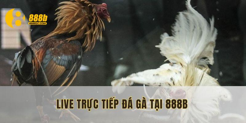 live-truc-tiep-da-ga-hinh-dai-dien